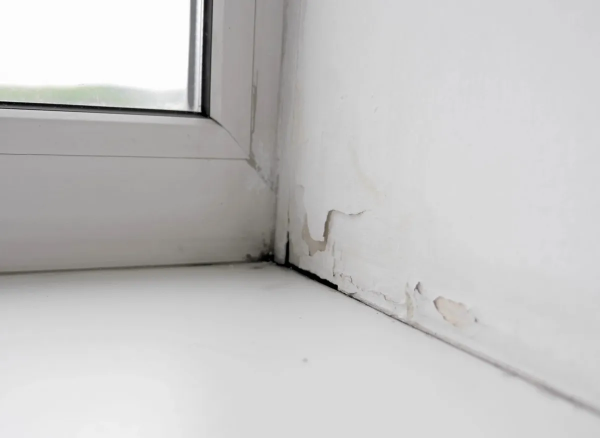 Feuchtigkeit und Schimmel natürlich in den Griff bekommen